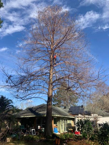 Harvey's Tree Surgeon
