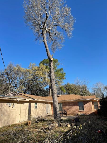 Ramirez Tree Service