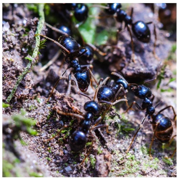 Rapid Pest Solutions