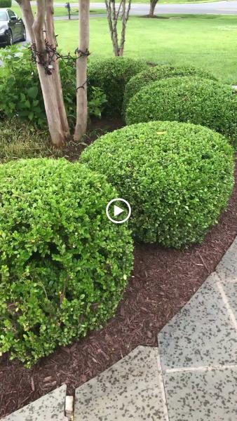 Tino Landscaping LLC