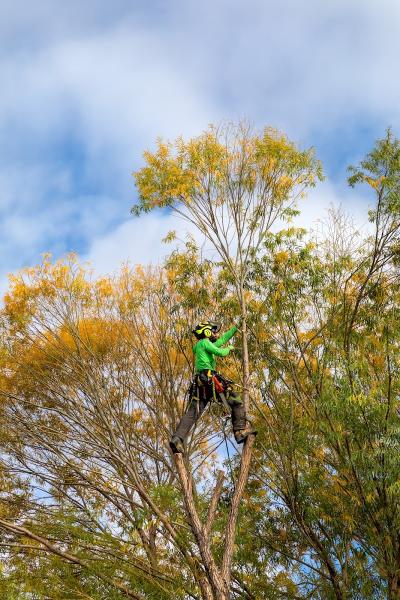Mourik Arborist Services