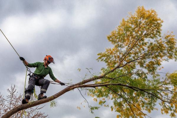 Mourik Arborist Services