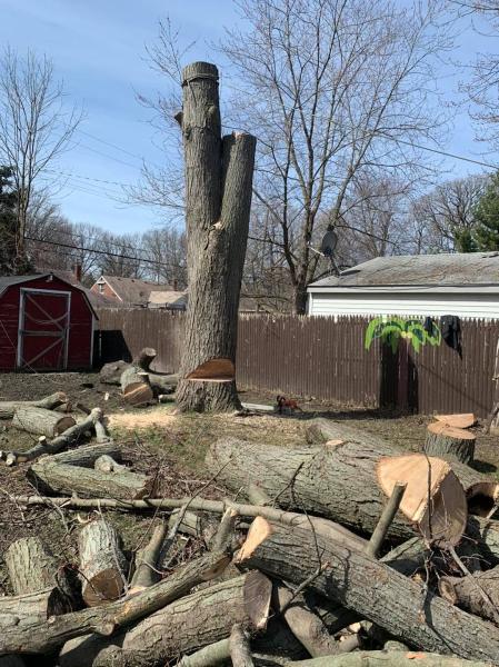 Sutter's Tree Service