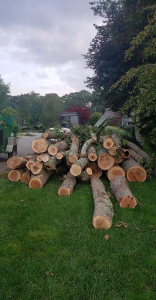 Brads Tree Service
