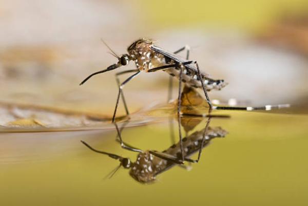 Mosquito Brothers