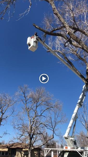 Ismael's Tree Service