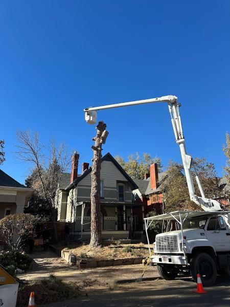 Ismael's Tree Service