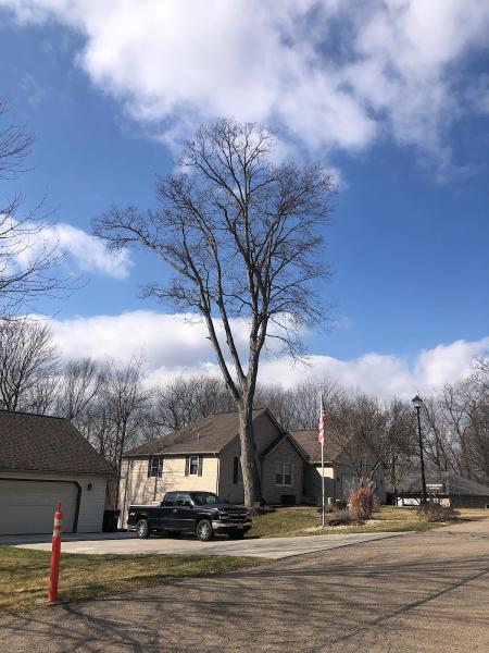 Premier Arborist Services
