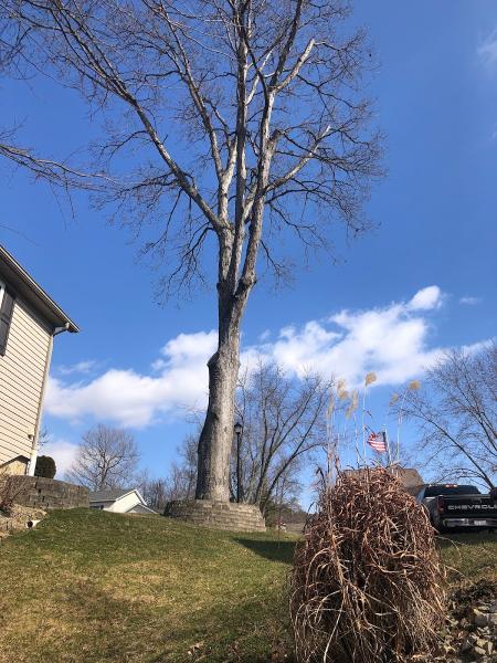 Premier Arborist Services