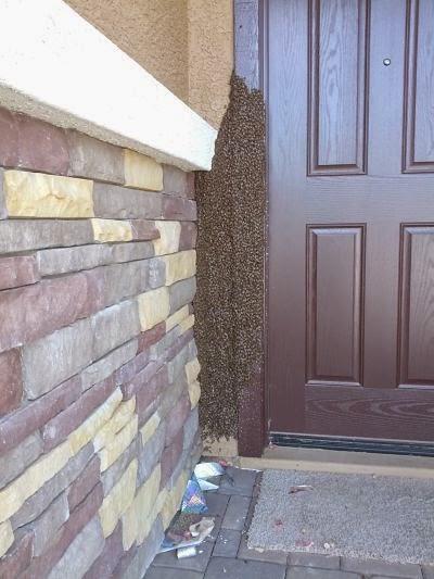 A.s.a.p. Bee Removal
