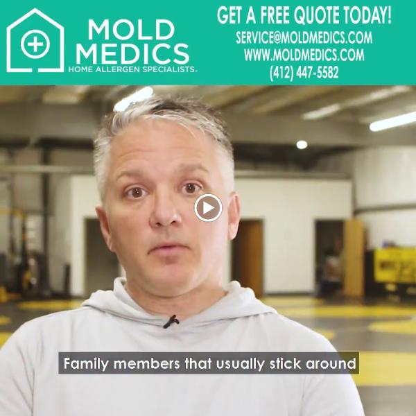Mold Medics