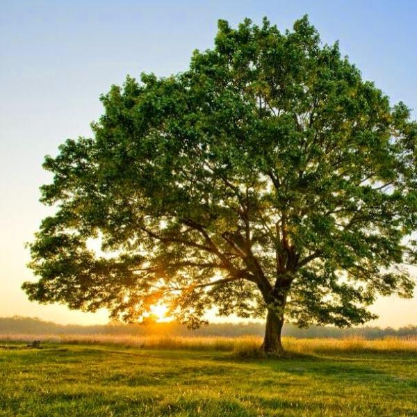 Integrity Tree Care & Service