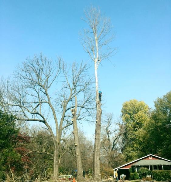 Integrity Tree Care & Service