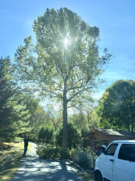 Integrity Tree Care & Service