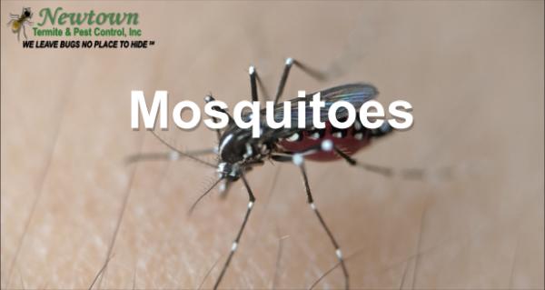 Newtown Termite & Pest Control