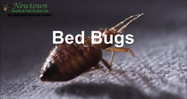 Newtown Termite & Pest Control