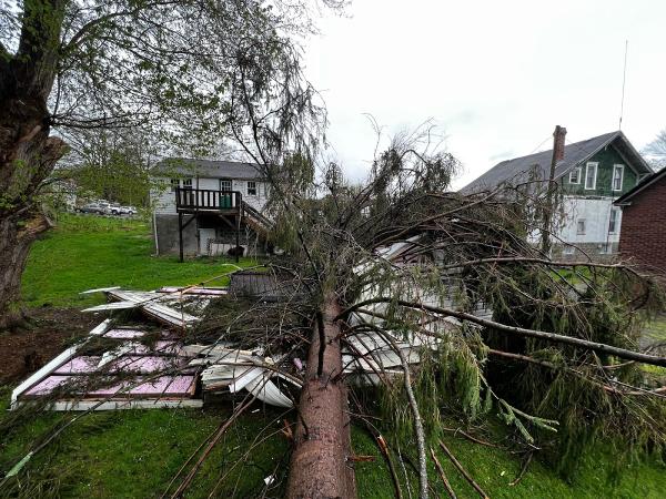 Bill's Tree Services