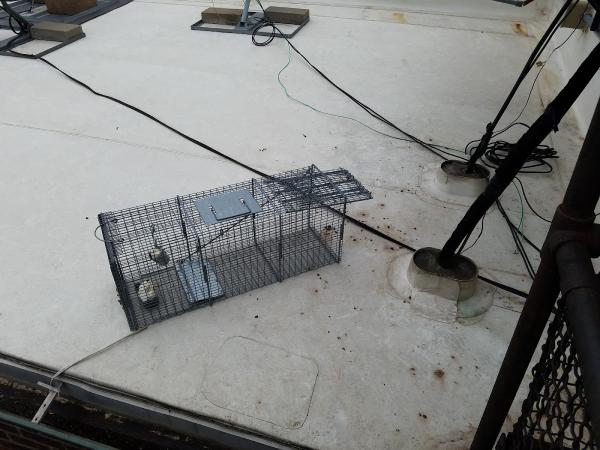 Safe-Way Pest & Wildlife