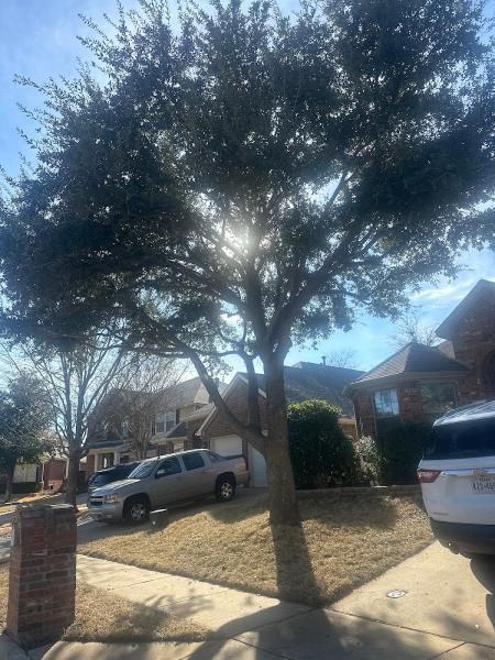 Ram Bell Tree Service