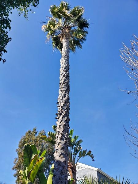 Orange County Tree Services