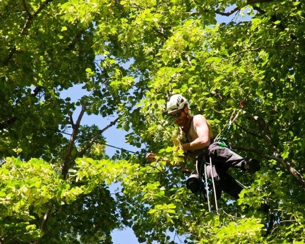 Newbury Park Tree Service