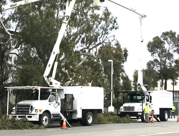 Newbury Park Tree Service