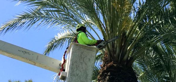 Newbury Park Tree Service