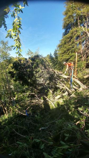 Matt's Tree Service Seattle