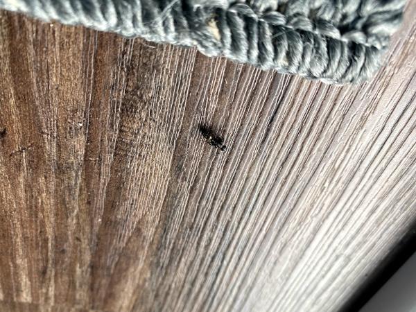 Stewart Pest Solutions