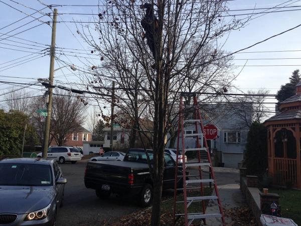 Mt. Vernon Tree Trimming & Removal