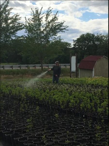Native Plantscapes NW
