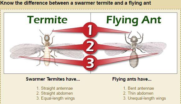 Advanced Pest Related Services Inc
