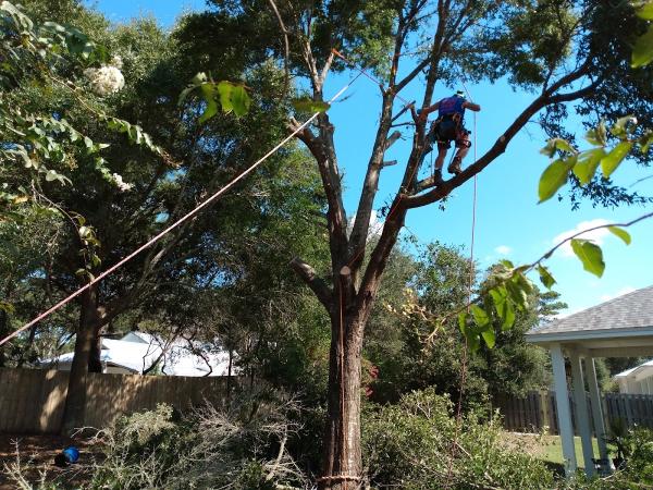 Pearce Tree & Stump Service