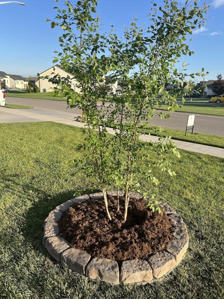 Bluestone Landscaping LLC
