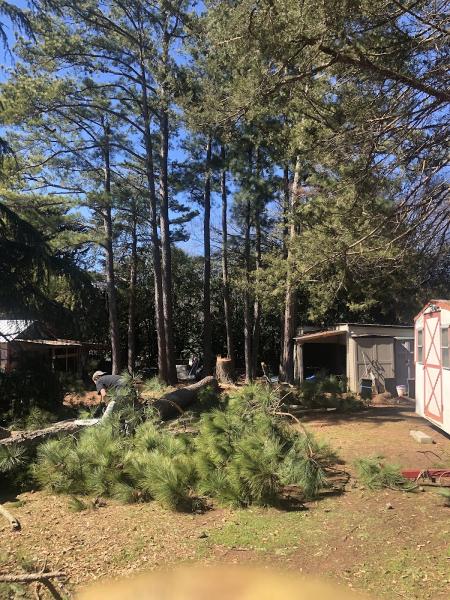 C&D Lawncare & Tree Service LLC