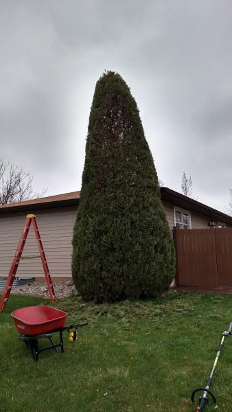 Jason Fischer Hedge Service