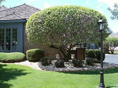 Texas Shade Tree Service