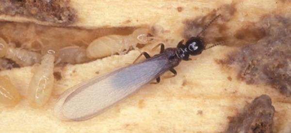 Texas Safe Pest Solutions