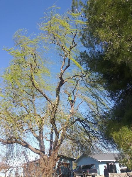Kimbor Tree Service