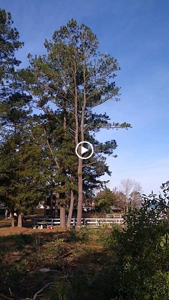 A & R Tree Service
