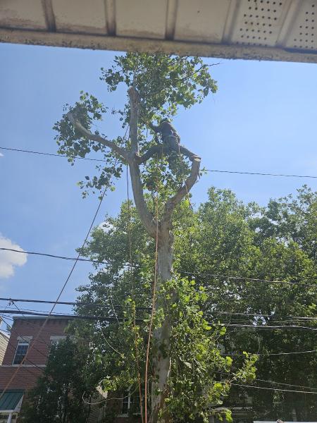 Jersey Tree Care Llc