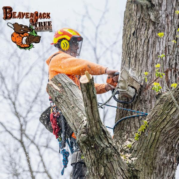 Beaverjack Tree Service