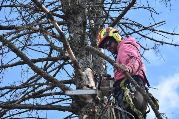 Beaverjack Tree Service