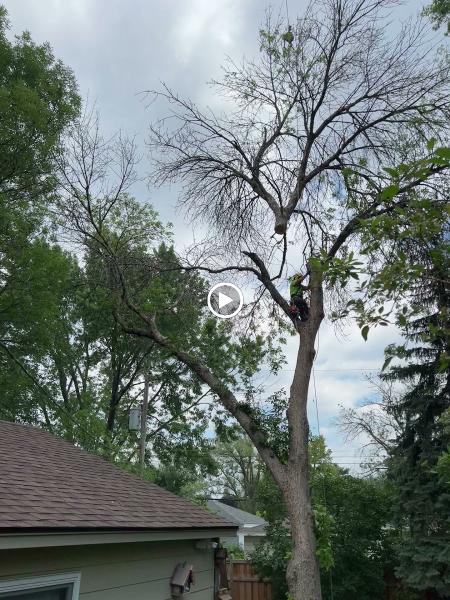 Arbortech Stump & Tree Removal