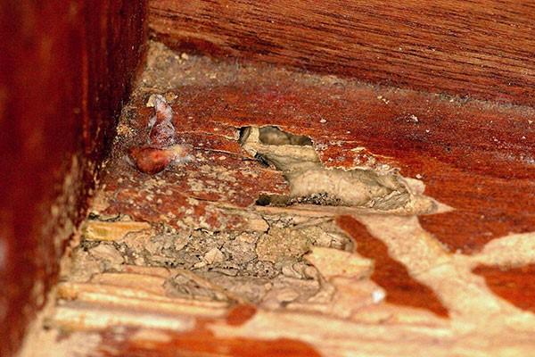 CT Complete Home Inspections LLC