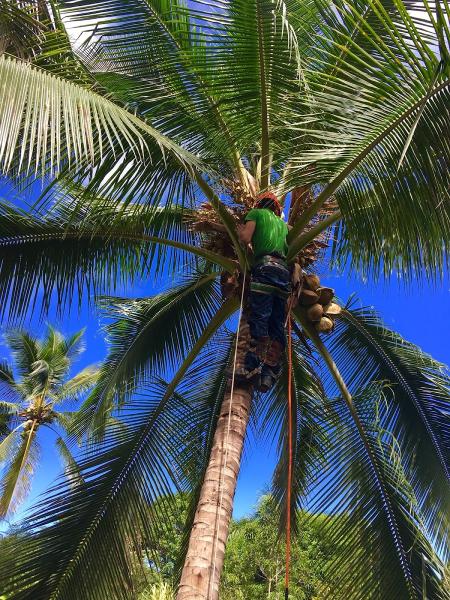 Serenitree Palm and Tree Services