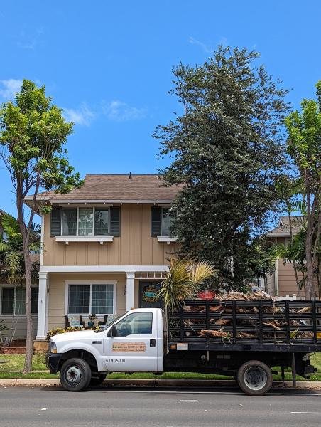 Serenitree Palm and Tree Services