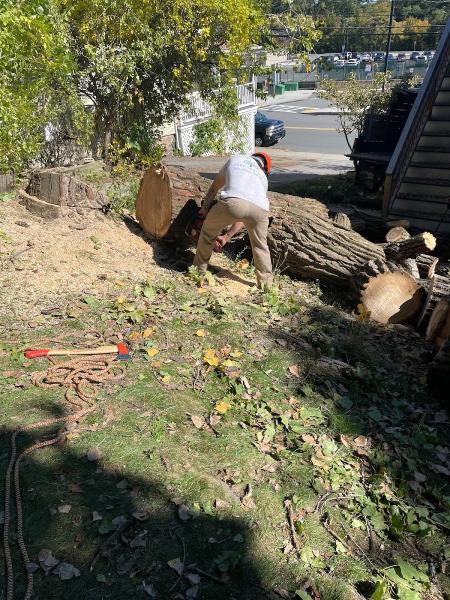 Liebermann Tree Service