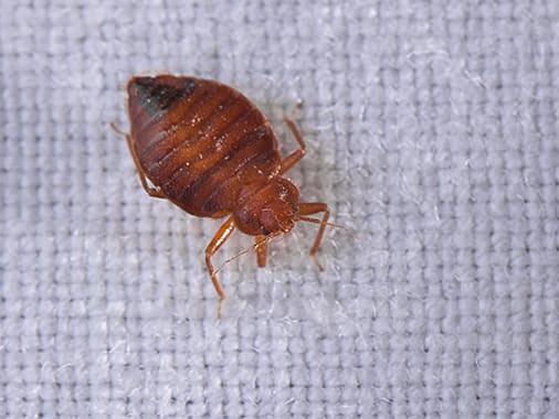 Action Pest Control