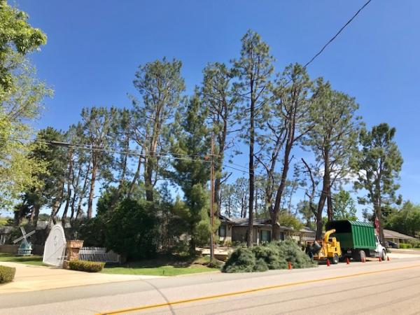 New Image Tree Care